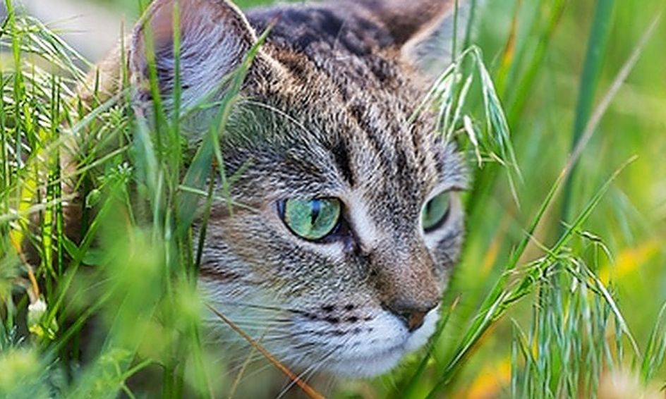Herbs Of The Warriors Series Part 2 Becoming A Medicine Cat