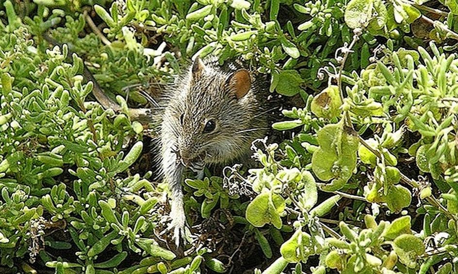 Fables With Sam The Cat The Country Mouse And The City Mouse