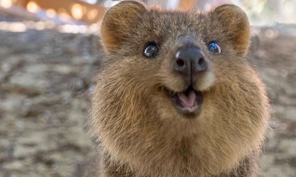 Animals Of Australia Small Online Class For Ages 8 11 Outschool