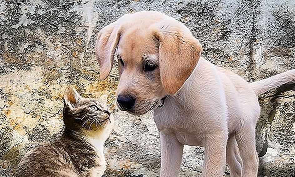 My Best Friend Right Through It All Dog And Cat Or Any Pet