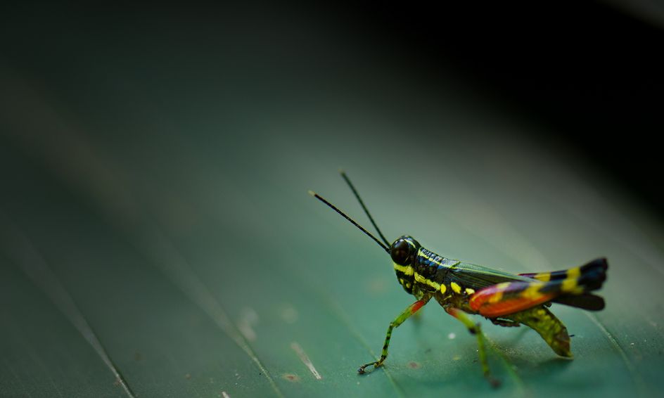 The Grasshopper Poem Break It Down To Build It Up Analysis And Discussion Small Online Class For Ages 14 18 Outschool