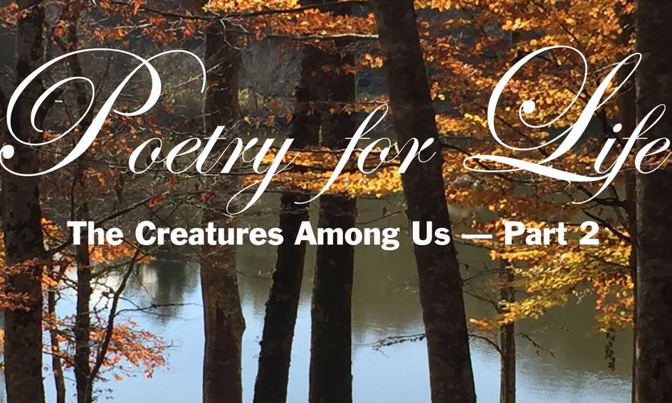 Poetry For Life The Creatures Among Us Part 2 Small Online Class For Ages 14 18 Outschool
