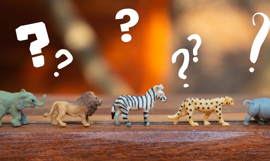 Animal Trivia Test Your Skills Age 5 8 Small Online Class