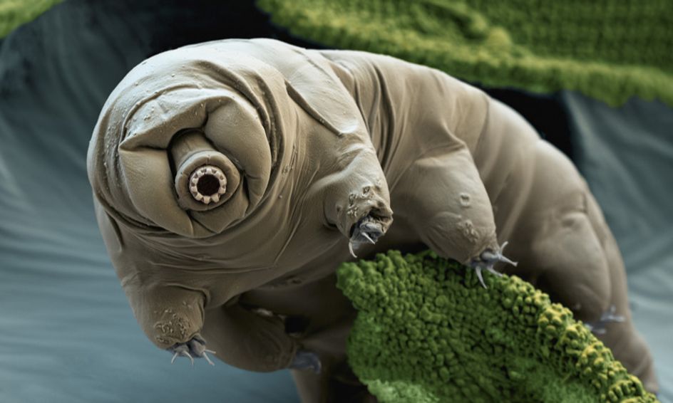 Introduction To General Biology Small Online Class For Ages 13 18 Outschool