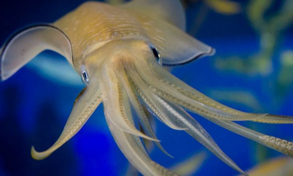 Marine Biology Basics: Squid Anatomy and Camouflage (Dissection