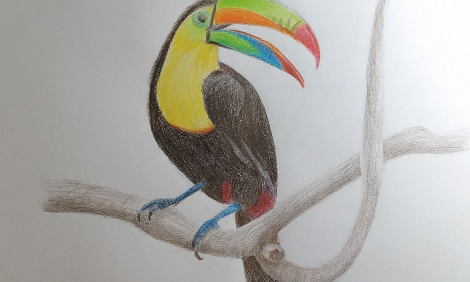 How To Draw A Toucan Bird With Colored Pencils Small Online Class For Ages 9 14 Outschool Your drawing skills are flawless! how to draw a toucan bird with colored pencils small online class for ages 9 14