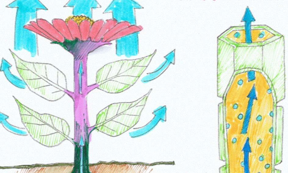 Science Colouring Plant Biology Small Online Class for