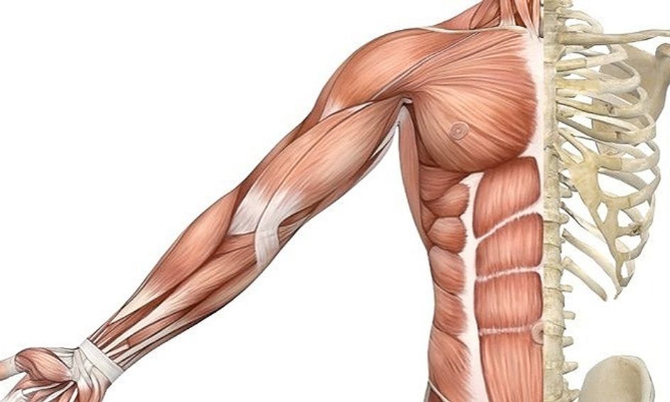 upper body anatomy drawing