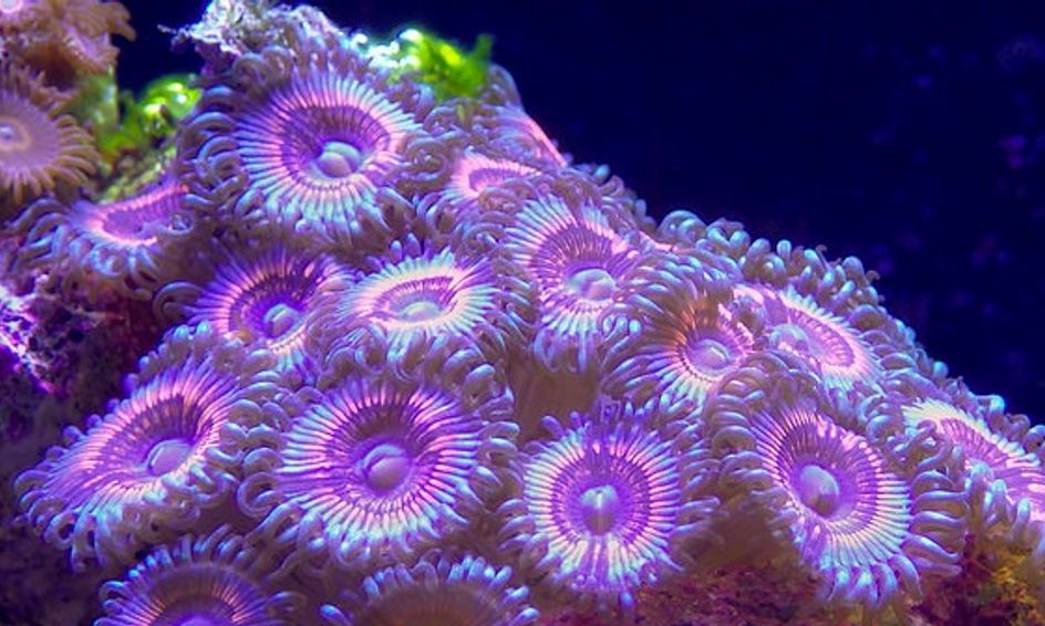 Introduction To Marine Biology Part V Small Online Class For