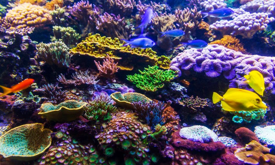 Ocean Science Marine Biology Steam Camp Science Experiments Art