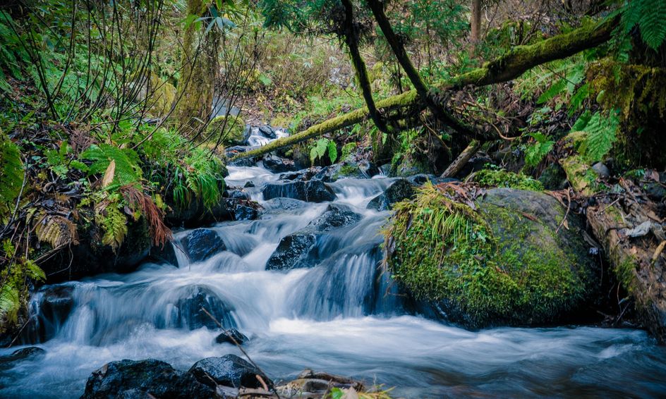 Wilderness Survival Skills 101 Age 9 To 12 Small Online Class For Ages 9 12 Outschool