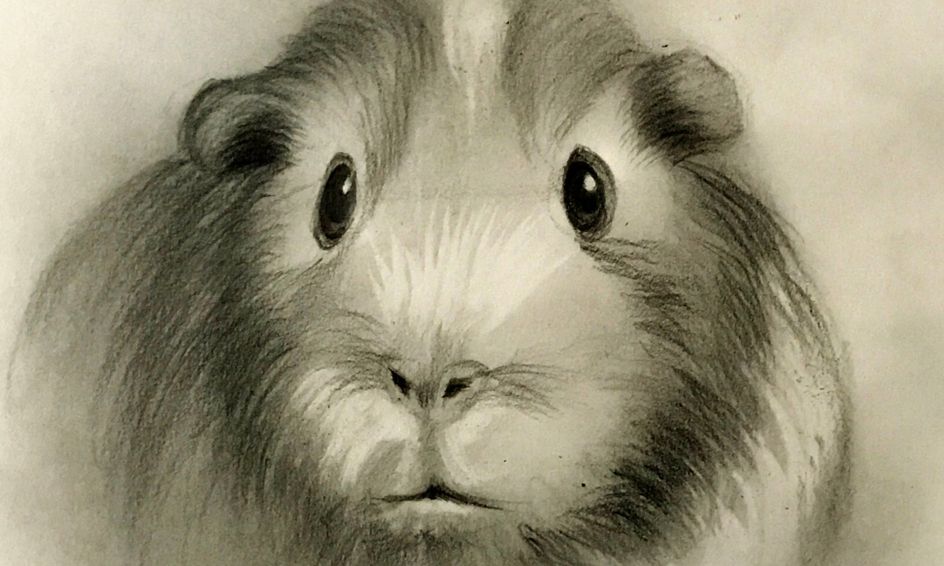 Sketching Learn How To Sketch A Guinea Pig English Cavy Small Online Class For Ages 8 13 Outschool Choose your favorite guinea pig drawings from millions of available designs. sketching learn how to sketch a guinea pig english cavy small online class for ages 8 13