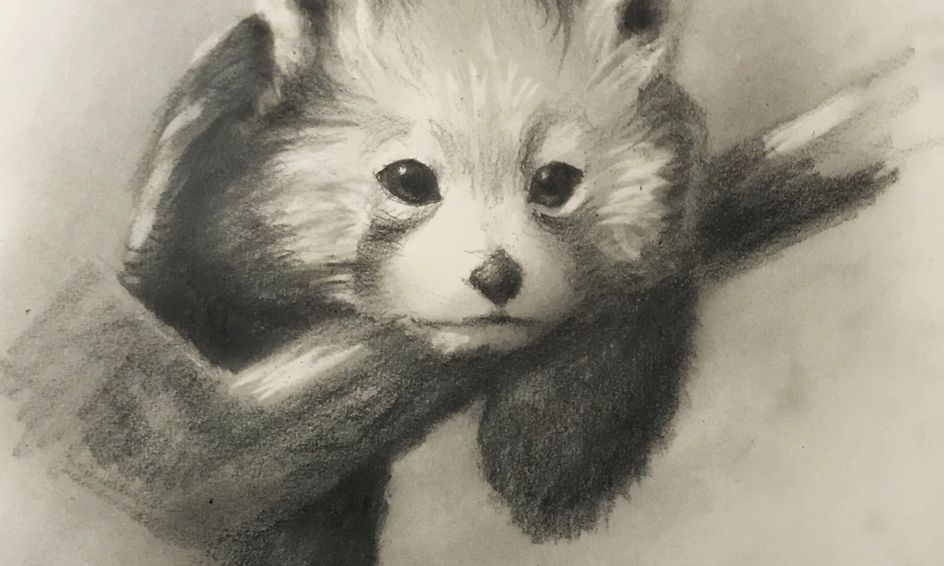 Sketching Learn How To Sketch A Wild Animal Red Panda Small Online Class For Ages 8 13 Outschool