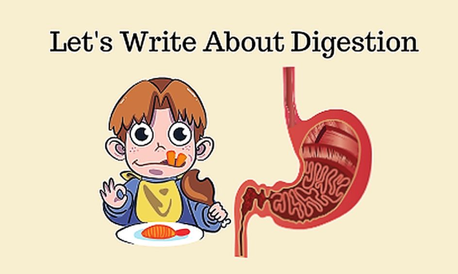 Iew Method Let S Write About Digestion Small Online Class For Ages 8 13 Outschool