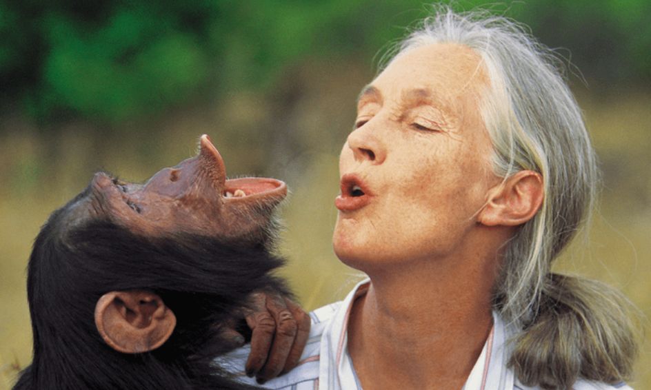 Big Dreamers Jane Goodall Small Online Class For Ages 5 6