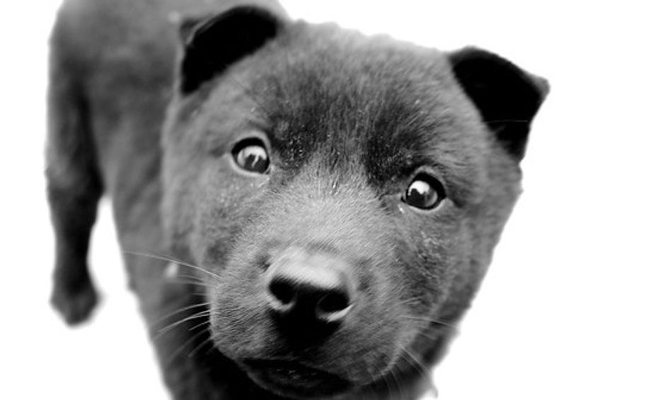 Sit Stay Come The Basics Of Dog Training Small Online Class For