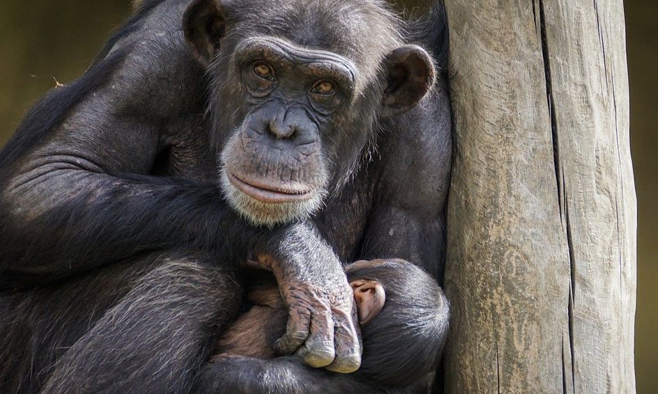 Jane Goodall Guided Reading Champion For Chimpanzees Small
