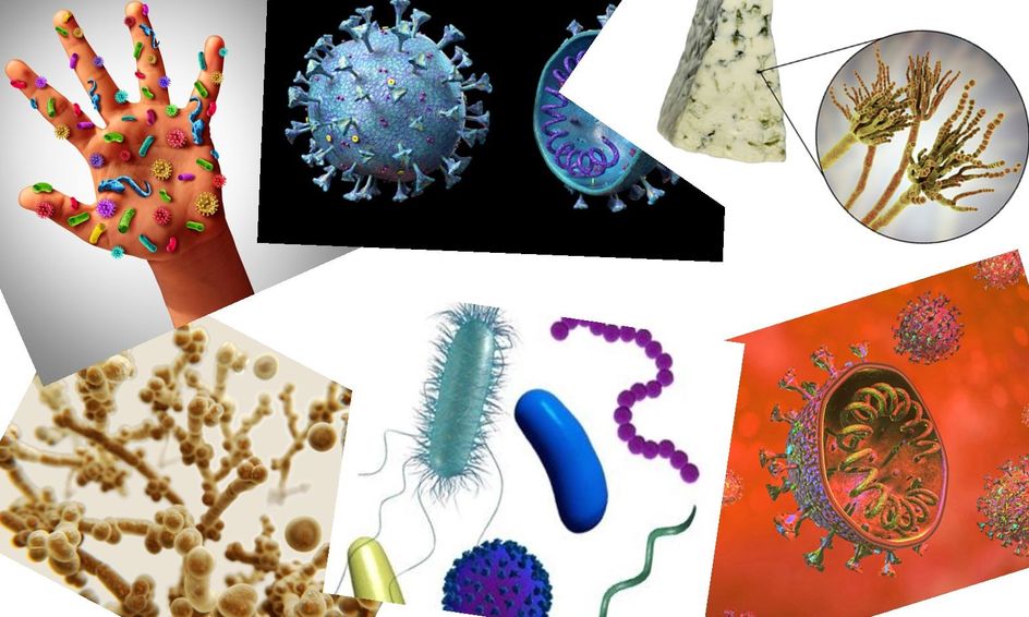 The Weird World Of Microbes Microbiology Basics Summer Camp