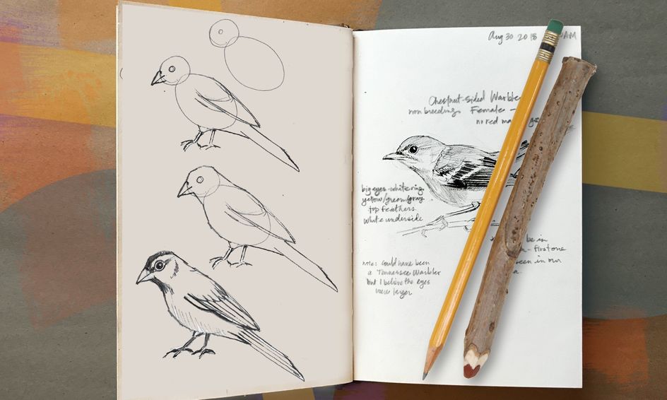 Featured image of post The Best 14 Realistic Birds Drawing Images