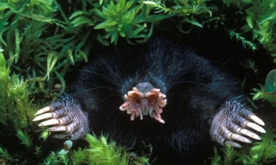 Weird But Cool Animals Animal World Oddities Small Online Class For Ages 3 8 Outschool