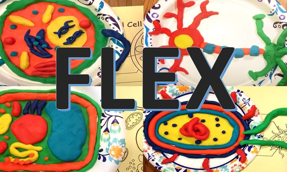 Build Four Clay Cells Learn Cell Structure Hands On Flex Small Online Class For Ages 7 12 Outschool