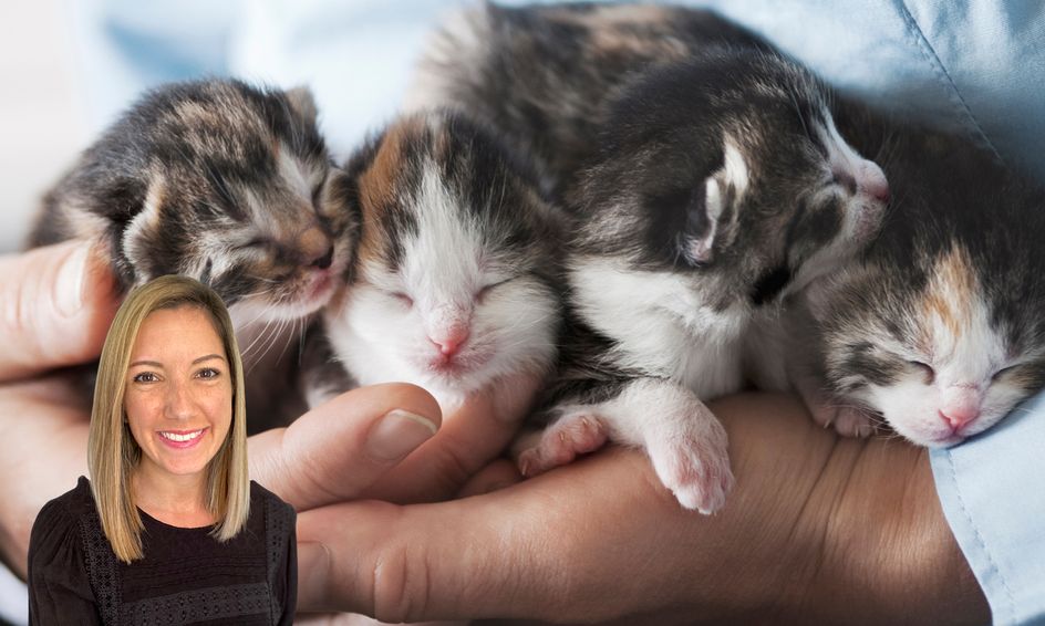 Cat Cafe Fostering Kittens 101 Let S Save The Kittens Flex Class Small Online Class For Ages 7 11 Outschool