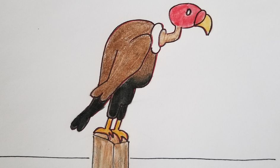 Let S Draw Together Directed Drawing Through The Alphabet V Is For Vulture Small Online Class For Ages 4 7 Outschool