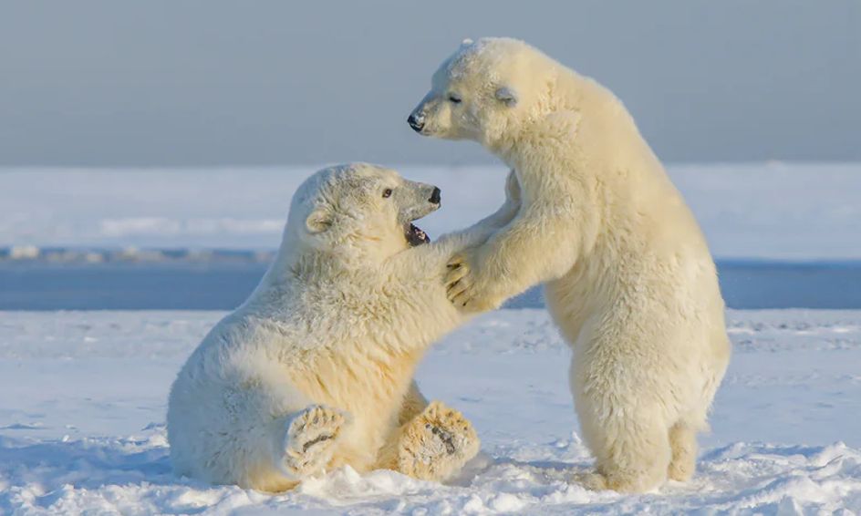 Why Are Polar Bears White?: Exploring Animal Traits and Camouflage