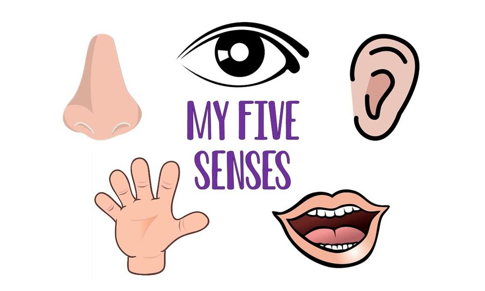 My Five Senses Camp Small Online Class For Ages 3 6 Outschool