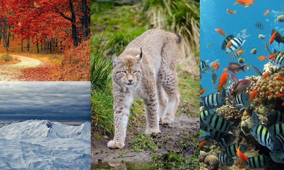 Biomes Of The World Small Online Class For Ages 8 12 Outschool