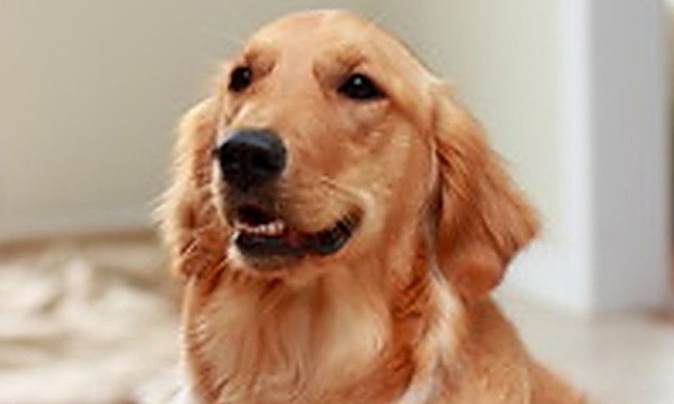 Dogs 101 How To Care For Man S Best Friend Ages 8 13 Small Online Class For Ages 8 13 Outschool