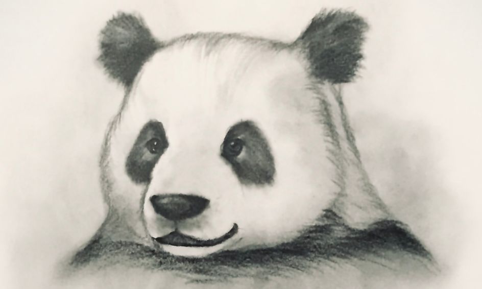 Sketching Learn How To Sketch A Wild Animal Panda Small Online Class For Ages 8 13 Outschool
