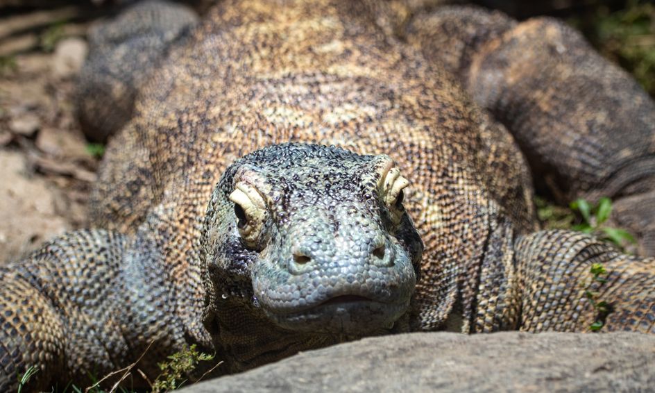 the real life dragon facts about komodo dragons ages 7 14 small online class for ages 7 12