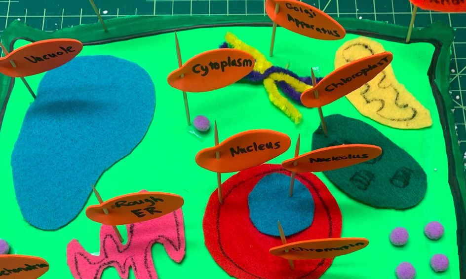 Cellfie 101 Make Your Own Plant Cell Small Online Class For Ages 9 14 Outschool