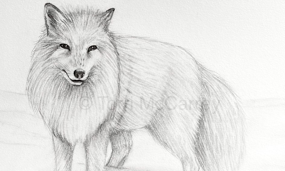 Winter Animal Art: Realistic Arctic Fox Sketch | Small Online Class for