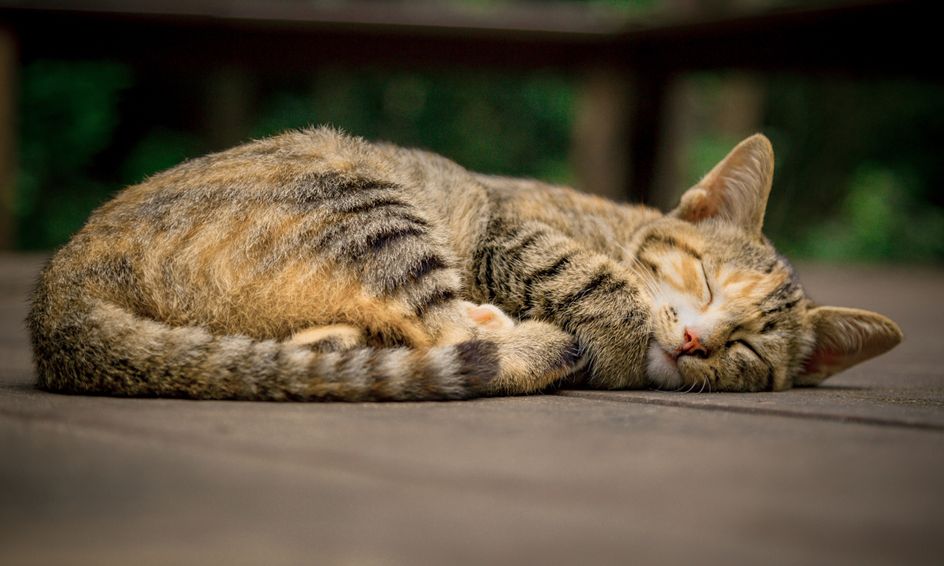 Let S Read Together The Fat Cat Sat On The Mat I Can Read Level 1 Small Online Class For Ages 6 8 Outschool