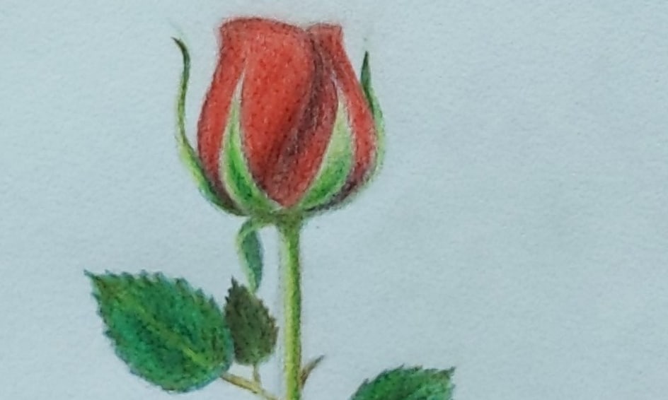 Rose Flower Drawing With Colored Pencils/ Mother's Day | Small Online Class  for Ages 8-13