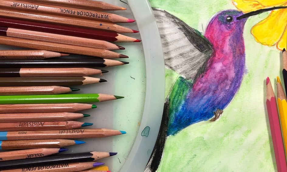 1 Week Camp Drawing Birds With Watercolor Pencils Small Online