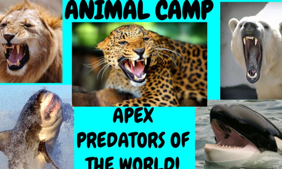 Animal Class Apex Predators of the World! Small Online Class for Ages 711 Outschool