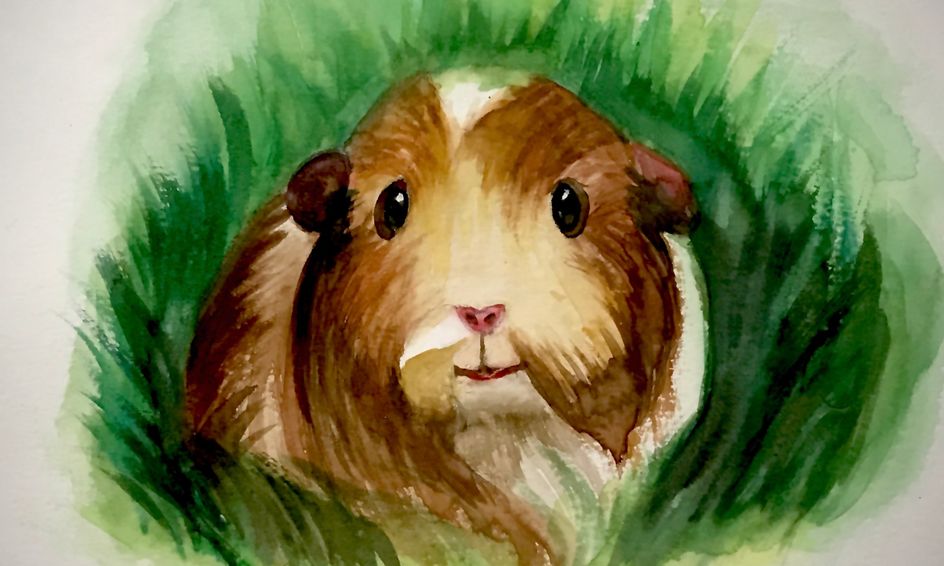 Watercolor Learn How To Paint A Guinea Pig English Cavy Small Online Class For Ages 10 15 Outschool Friends pig and bunny bff this is a small print of a watercolor image of pig and bunny friends. outschool