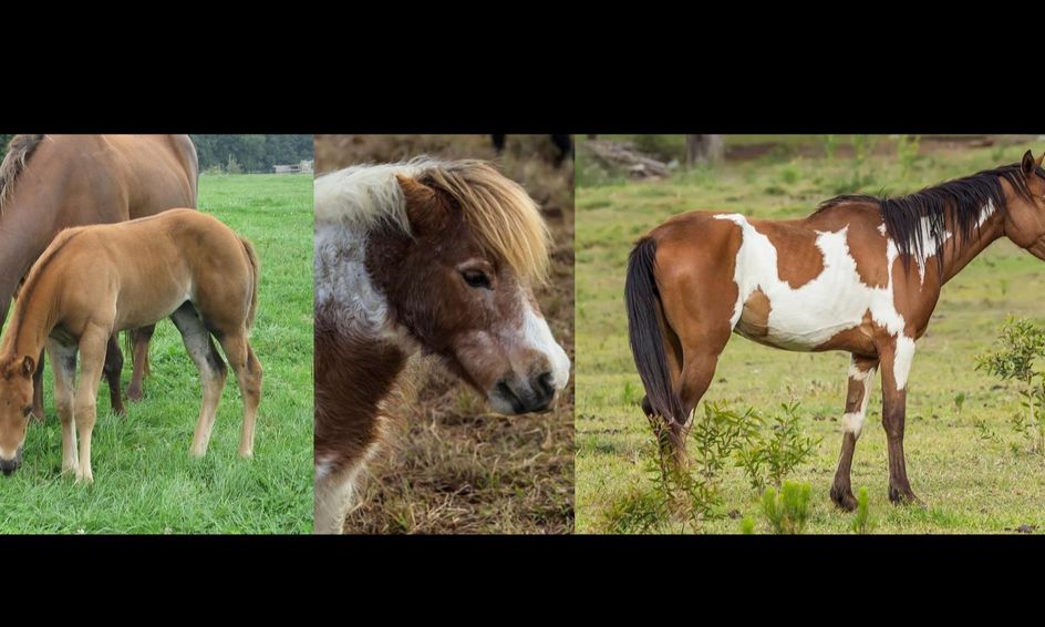 Animal Science From A To Z Horses Small Online Class For Ages