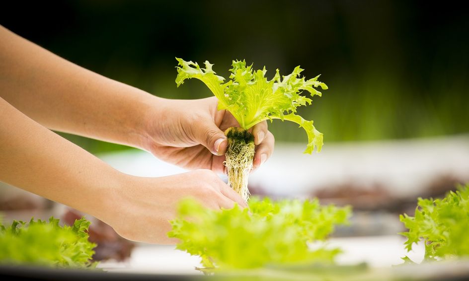 Hydroponics Summer Camp Grow Your Own Food Without Soil Small