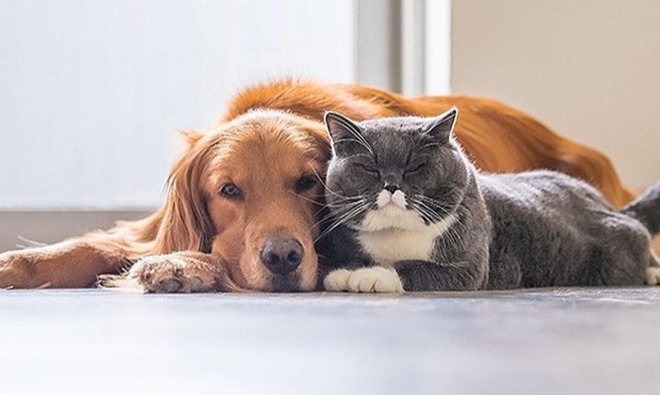 Think Wonder All About Cats And Dogs Small Online Class For