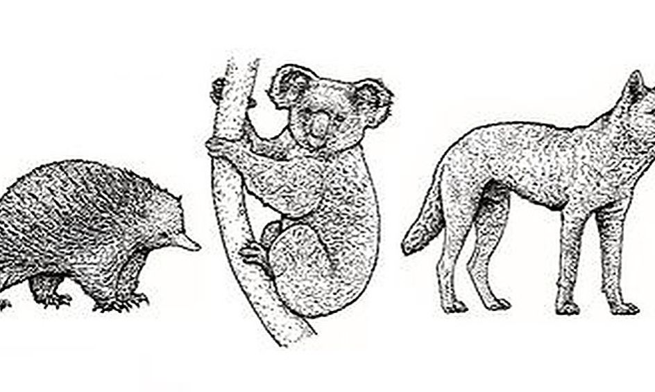 Intro to Modern Mammalia: Monotremes, Marsupials, and Placentals (FLEX