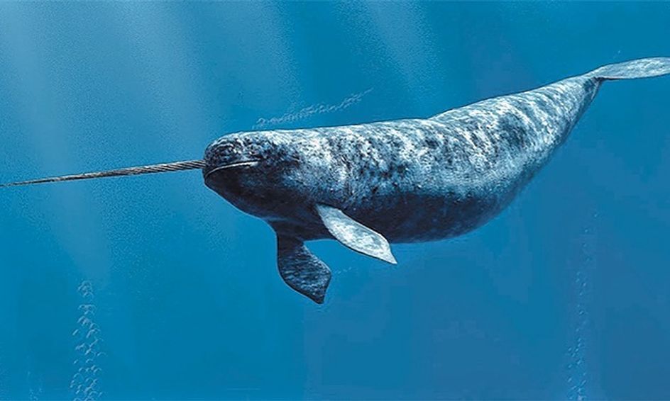 Narwhals: Unicorns of the Sea | Small Online Class for Ages 8-12 | Outschool