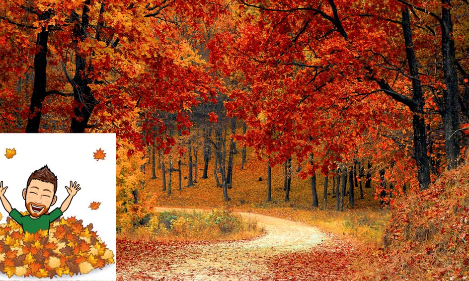 Fall Color Mystery: Why Do Leaves Change Colors? | Small Online Class