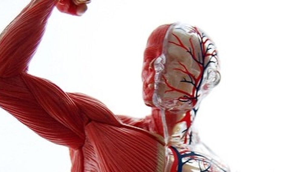 Human Biology: Your Body Is Amazing! | Small Online Class for Ages 7-12