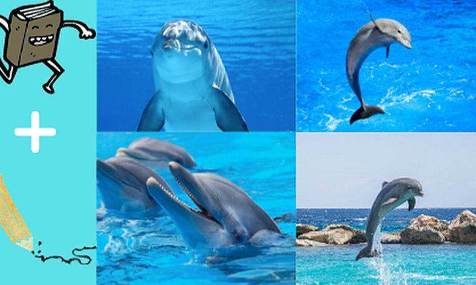 Dolphins