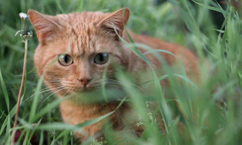 Warrior Cats Into The Wild Small Online Class For Ages 8 12 Outschool