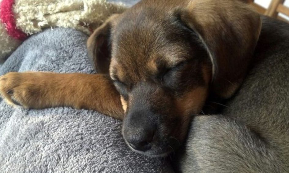 Dog And Cat Care 101 Small Online Class For Ages 4 8 Outschool
